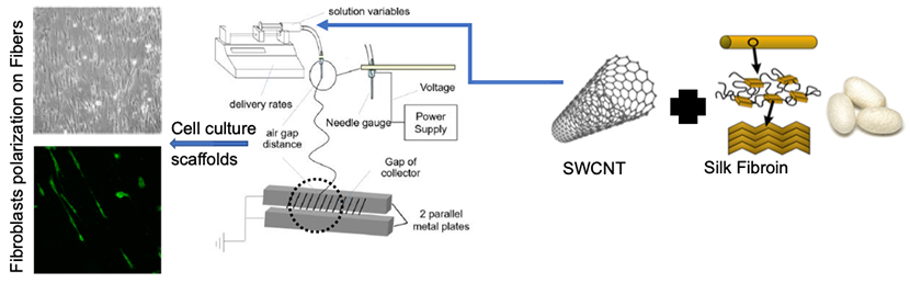 Modulation effect of silk-CNT fibers on cell-matrix interaction