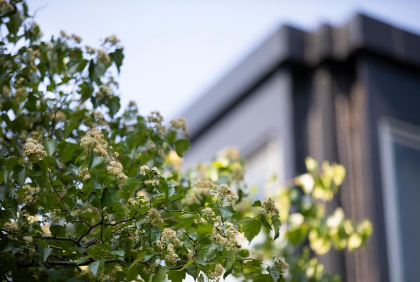 Summer Beauty-Mies Campus 3