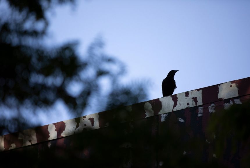 Summer Beauty-Mies Campus 