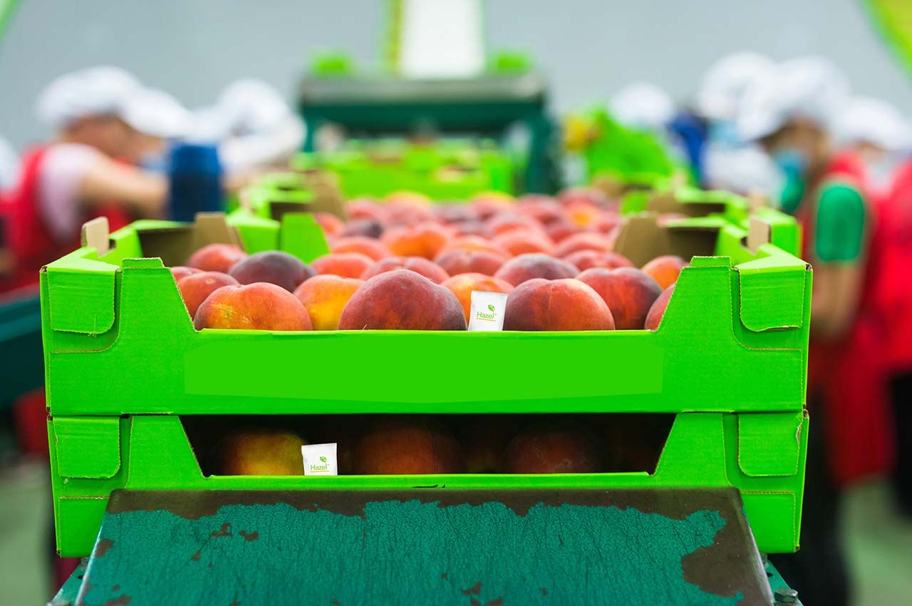 Photo of a Hazel product in produce on an assembly line