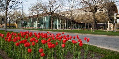 MTCC building with tulips along street