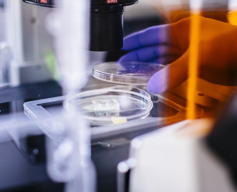 A researcher moves a petri dish under a microscope